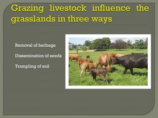 Removal of herbage
Dissemination of seeds
Trampling of soil
 