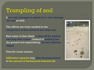 It not only damages to plants but it may damage
the soil as well.
The effects are more marked in the
compaction of fine textured soil when wet
Rain water is then likely to flow off the surface
carrying with topsoil, instead of soaking into
the ground and replenishing the soil moisture
supply.
Directly cause erosion
Infiltration capacity may directly proportional
to the amount of herbaceous material left.
 