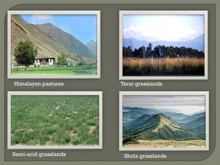Himalayan pastures Terai grasslands
Semi-arid grasslands Shola grasslands
 