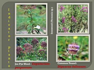 Ironweed(Vernoniasp.)
Joe Pye Weed - Eupatorium
purpureum
Common Teasel:
Dipsacus fullonum
I
n
d
i
c
a
t
o
r
p
l
a
n
t
s
 