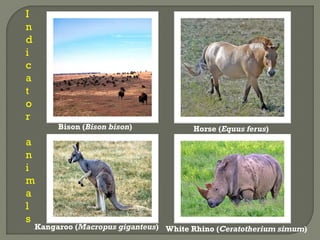 Bison (Bison bison) Horse (Equus ferus)
Kangaroo (Macropus giganteus) White Rhino (Ceratotherium simum)
I
n
d
i
c
a
t
o
r
a
n
i
m
a
l
s
 