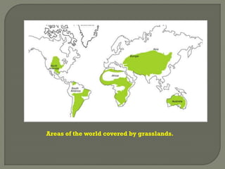 Areas of the world covered by grasslands.
 