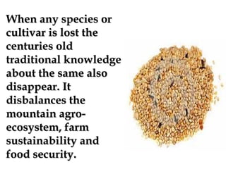 When any species or
cultivar is lost the
centuries old
traditional knowledge
about the same also
disappear. It
disbalances the
mountain agro-
ecosystem, farm
sustainability and
food security.
 