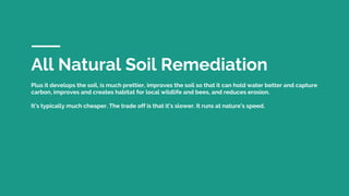 All Natural Soil Remediation
Plus it develops the soil, is much prettier, improves the soil so that it can hold water better and capture
carbon, improves and creates habitat for local wildlife and bees, and reduces erosion.
It’s typically much cheaper. The trade off is that it’s slower. It runs at nature’s speed.
 