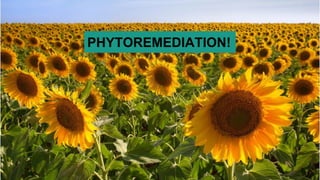 PHYTOREMEDIATION!
 