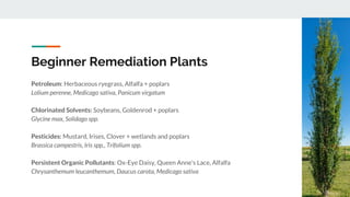 Beginner Remediation Plants
Petroleum: Herbaceous ryegrass, Alfalfa + poplars
Lolium perenne, Medicago sativa, Panicum virgatum
Chlorinated Solvents: Soybeans, Goldenrod + poplars
Glycine max, Solidago spp.
Pesticides: Mustard, Irises, Clover + wetlands and poplars
Brassica campestris, Iris spp., Trifolium spp.
Persistent Organic Pollutants: Ox-Eye Daisy, Queen Anne’s Lace, Alfalfa
Chrysanthemum leucanthemum, Daucus carota, Medicago sativa
 