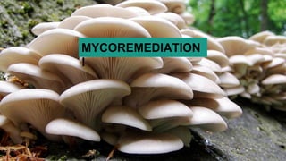 MYCOREMEDIATION
!
 