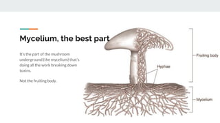 It’s the part of the mushroom
underground (the mycelium) that’s
doing all the work breaking down
toxins.
Not the fruiting body.
Mycelium, the best part
 
