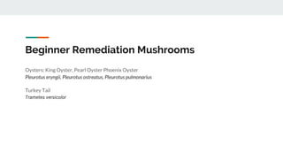 Beginner Remediation Mushrooms
Oysters: King Oyster, Pearl Oyster Phoenix Oyster
Pleurotus eryngii, Pleurotus ostreatus, Pleurotus pulmonarius
Turkey Tail
Trametes versicolor
 