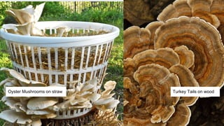 Oyster Mushrooms on straw Turkey Tails on wood
 