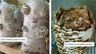 Buy it ready to grow in a bag
Or a block of myceliated sawdust
 