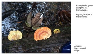 Amazon
Mycorenewal
Project
Example of a group
doing this for
themselves...
Fighting oil spills in
the rainforest
 