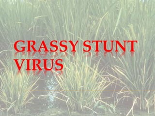 GRASSY STUNT
VIRUS
 
