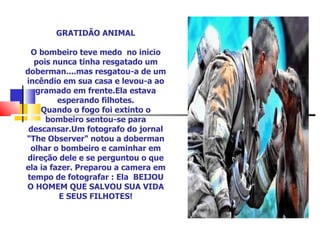 GRATIDÃO ANIMAL O bombeiro teve medo  no inicio pois nunca tinha resgatado um doberman....mas resgatou-a de um incêndio em sua casa e levou-a ao gramado em frente.Ela estava esperando filhotes. Quando o fogo foi extinto o bombeiro sentou-se para descansar.Um fotografo do jornal &quot;The Observer&quot; notou a doberman olhar o bombeiro e caminhar em direção dele e se perguntou o que ela ia fazer. Preparou a camera em tempo de fotografar : Ela  BEIJOU O HOMEM QUE SALVOU SUA VIDA E SEUS FILHOTES! 