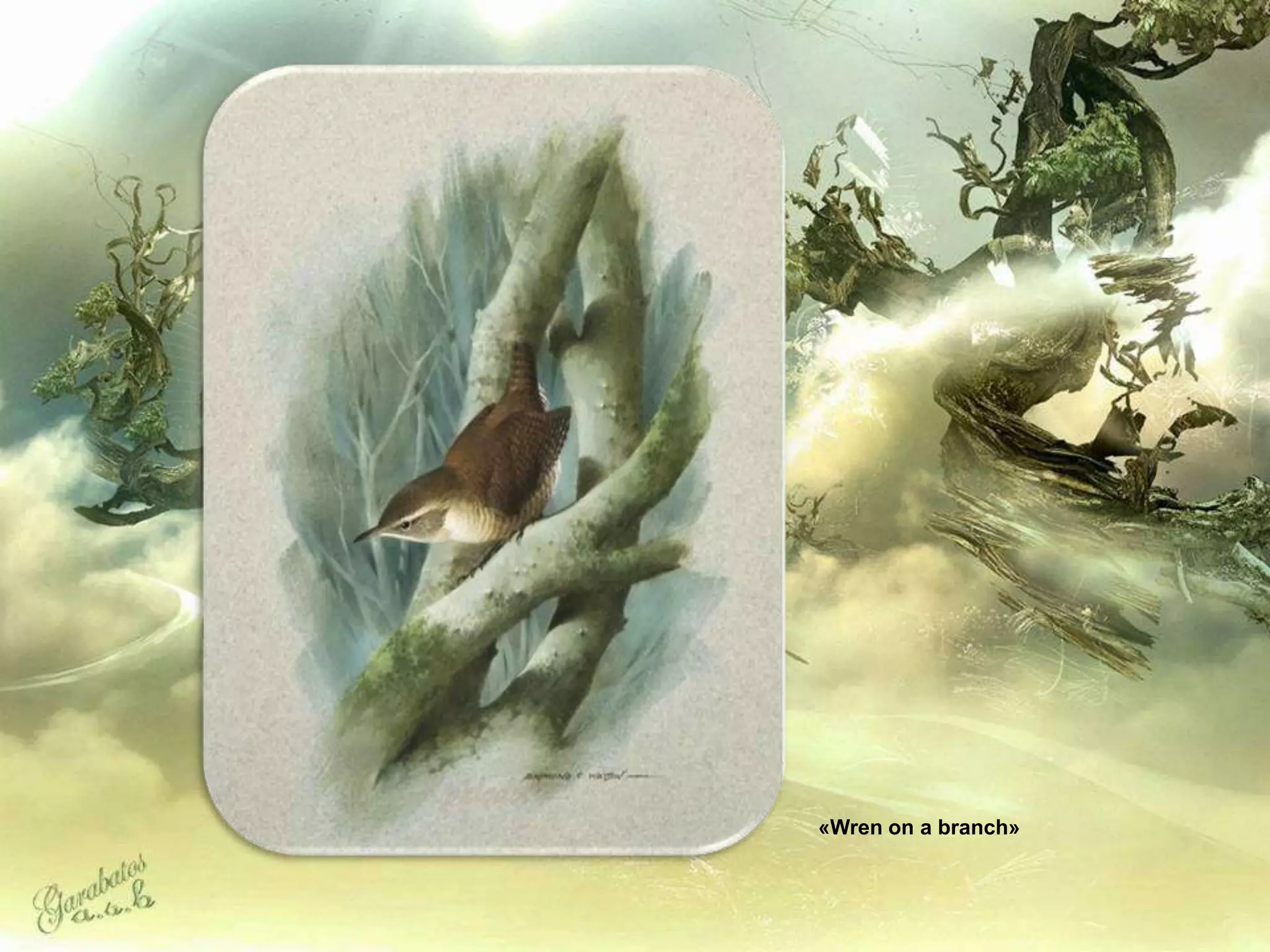 «Wren on a branch»
 