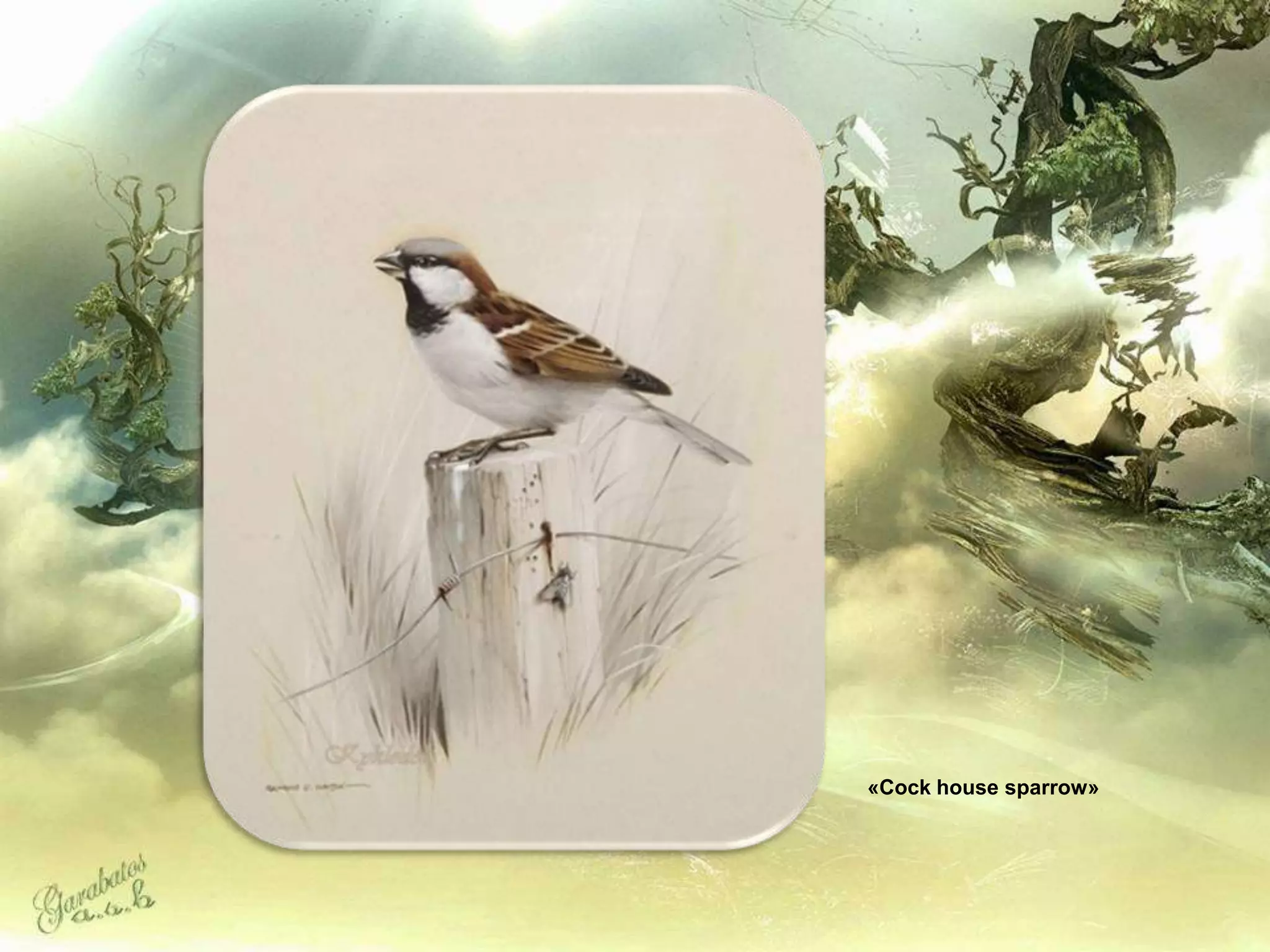 «Cock house sparrow»
 