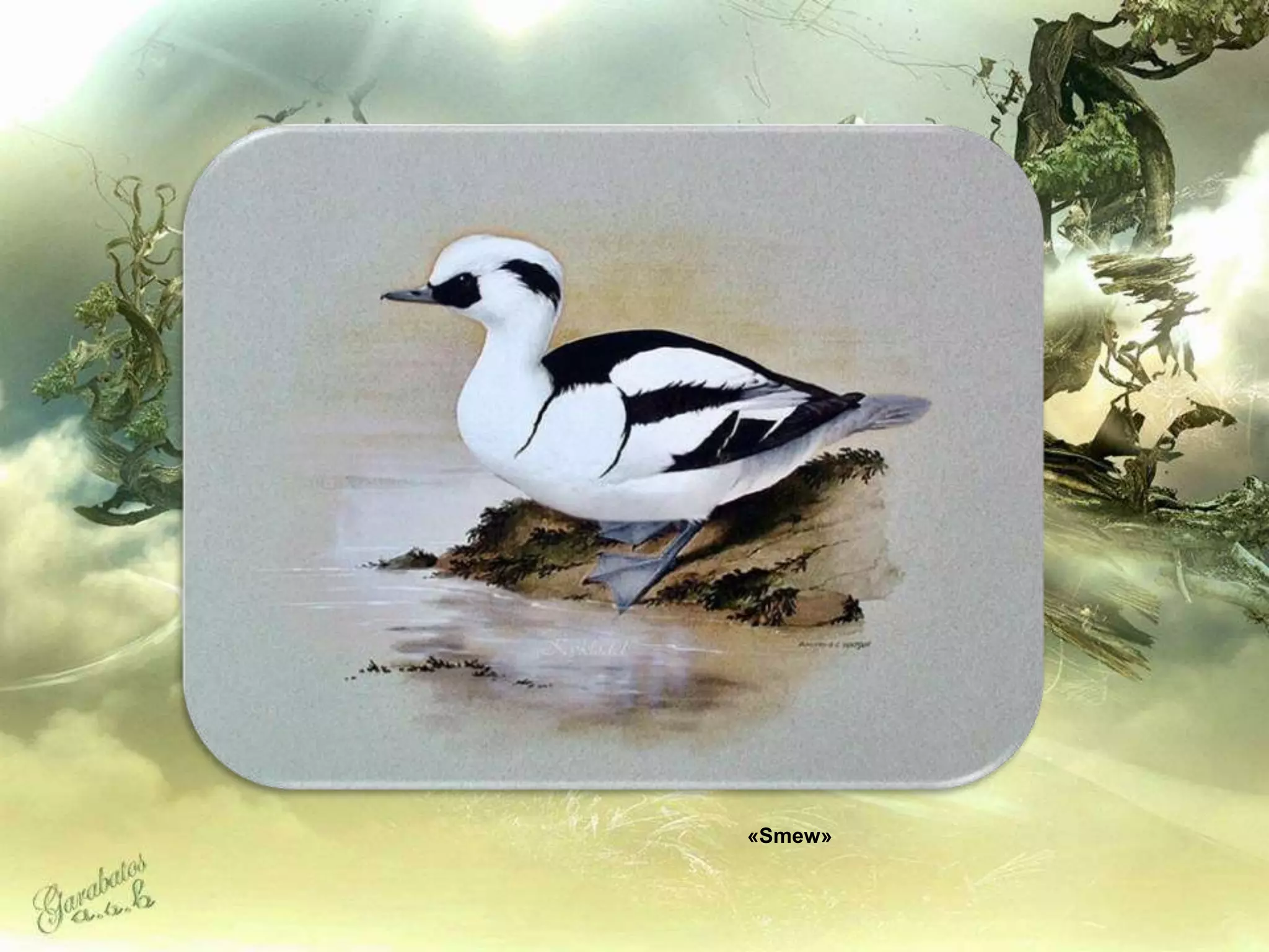 «Smew»
 