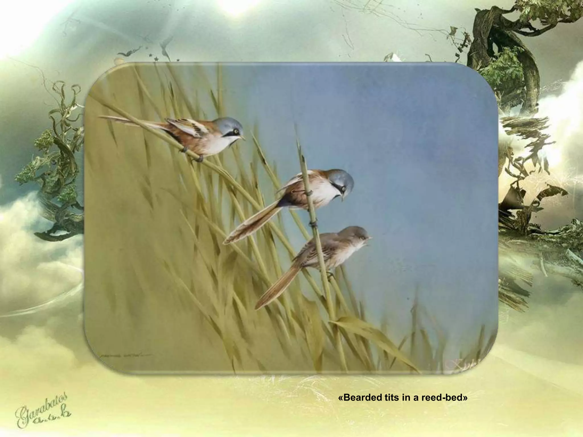 «Bearded tits in a reed-bed»
 
