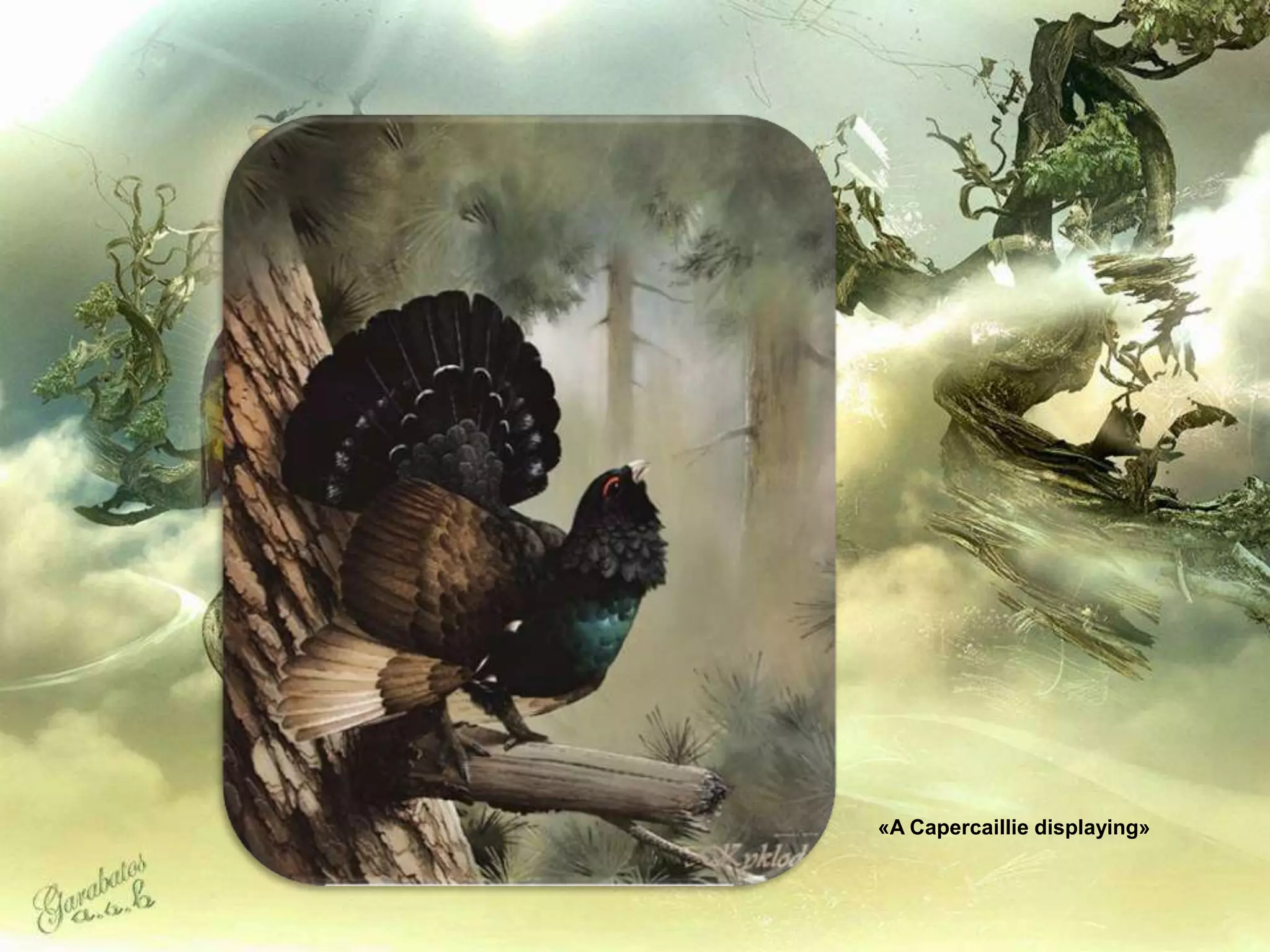 «A Capercaillie displaying»
 