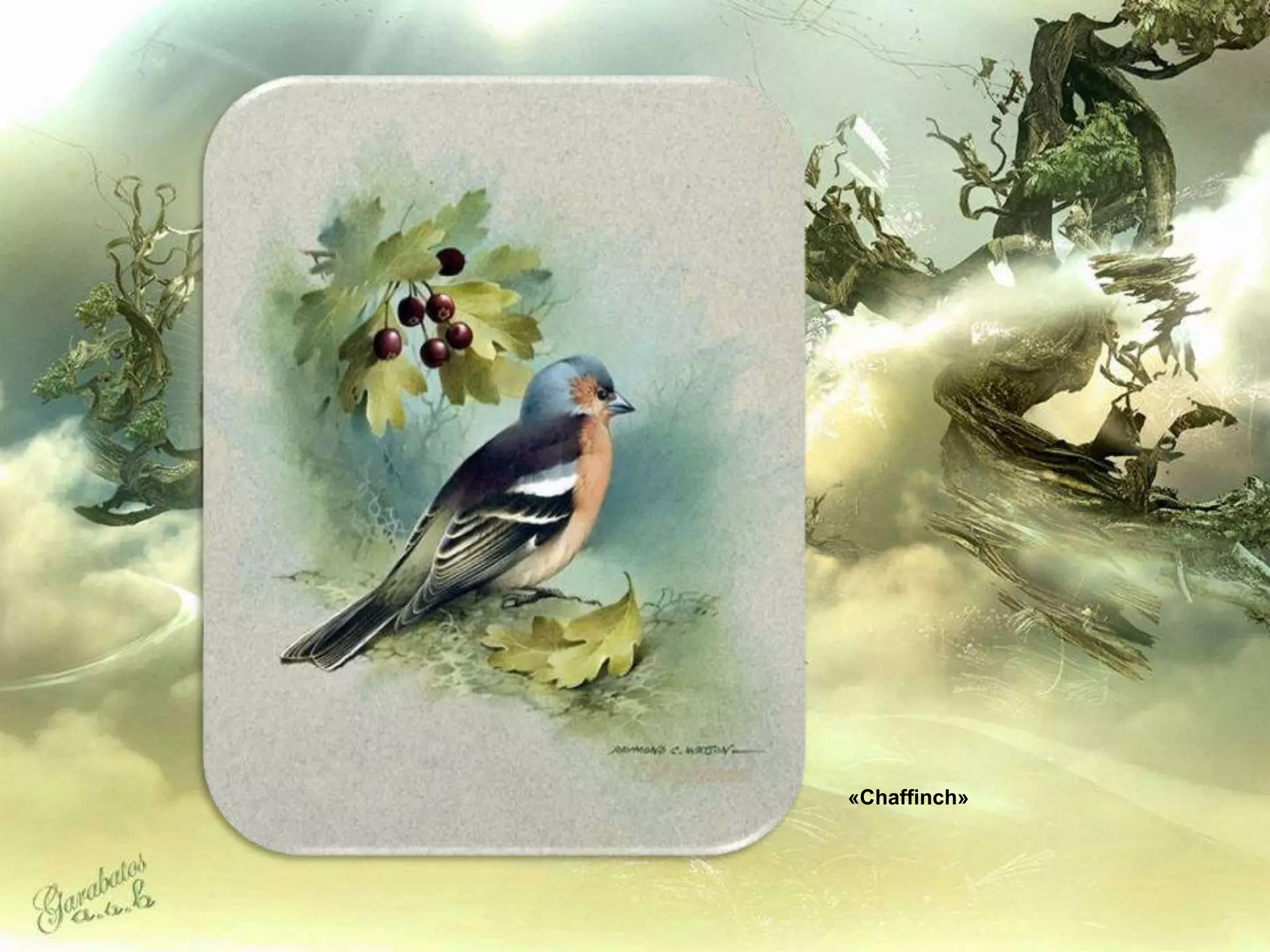 «Chaffinch»
 