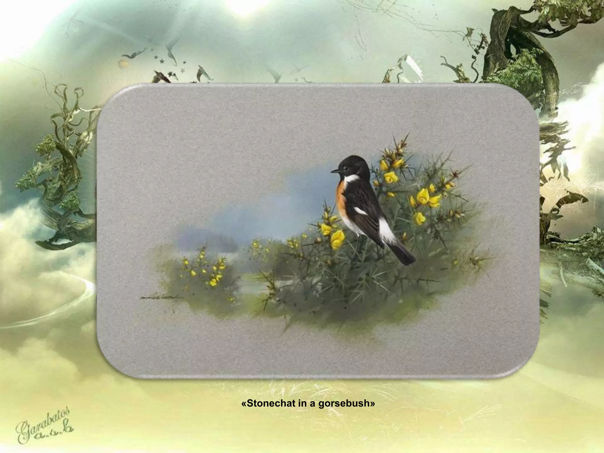 «Stonechat in a gorsebush»
 