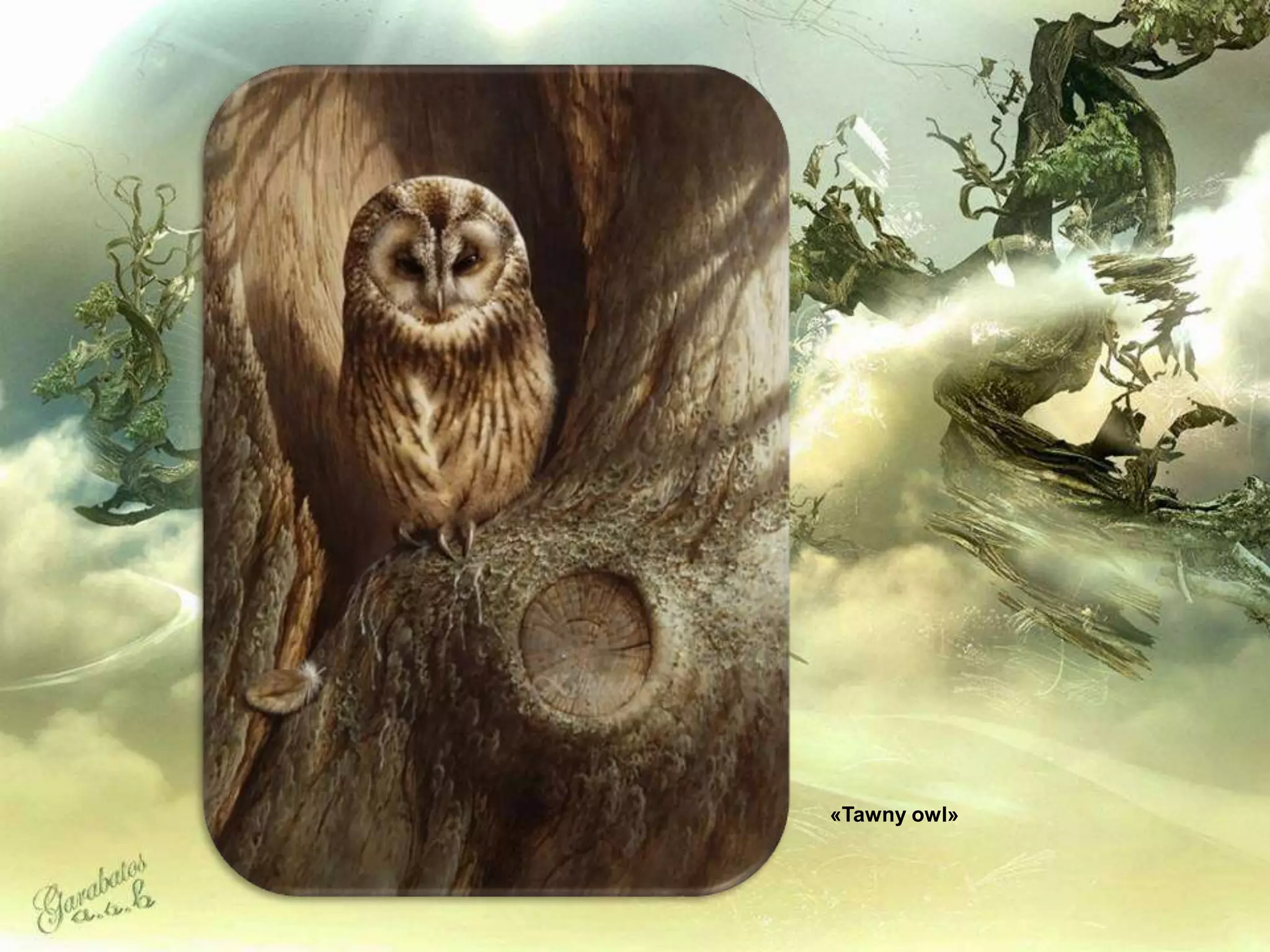 «Tawny owl»
 