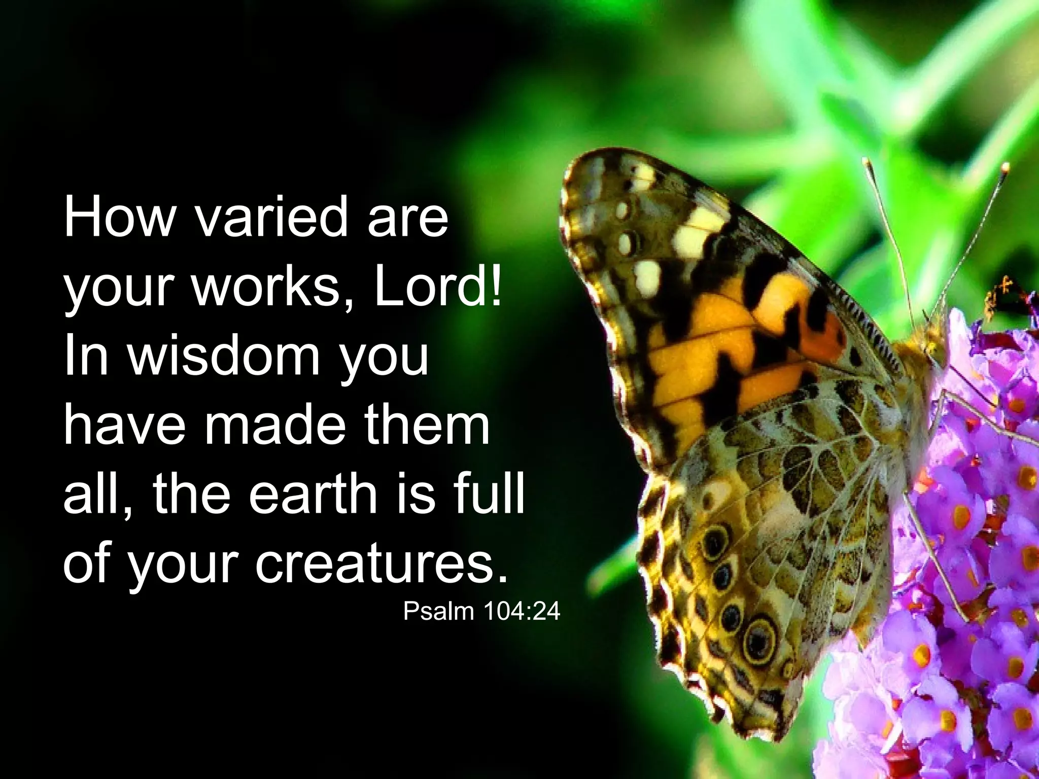 How varied are
your works, Lord!
In wisdom you
have made them
all, the earth is full
of your creatures.
Psalm 104:24
 