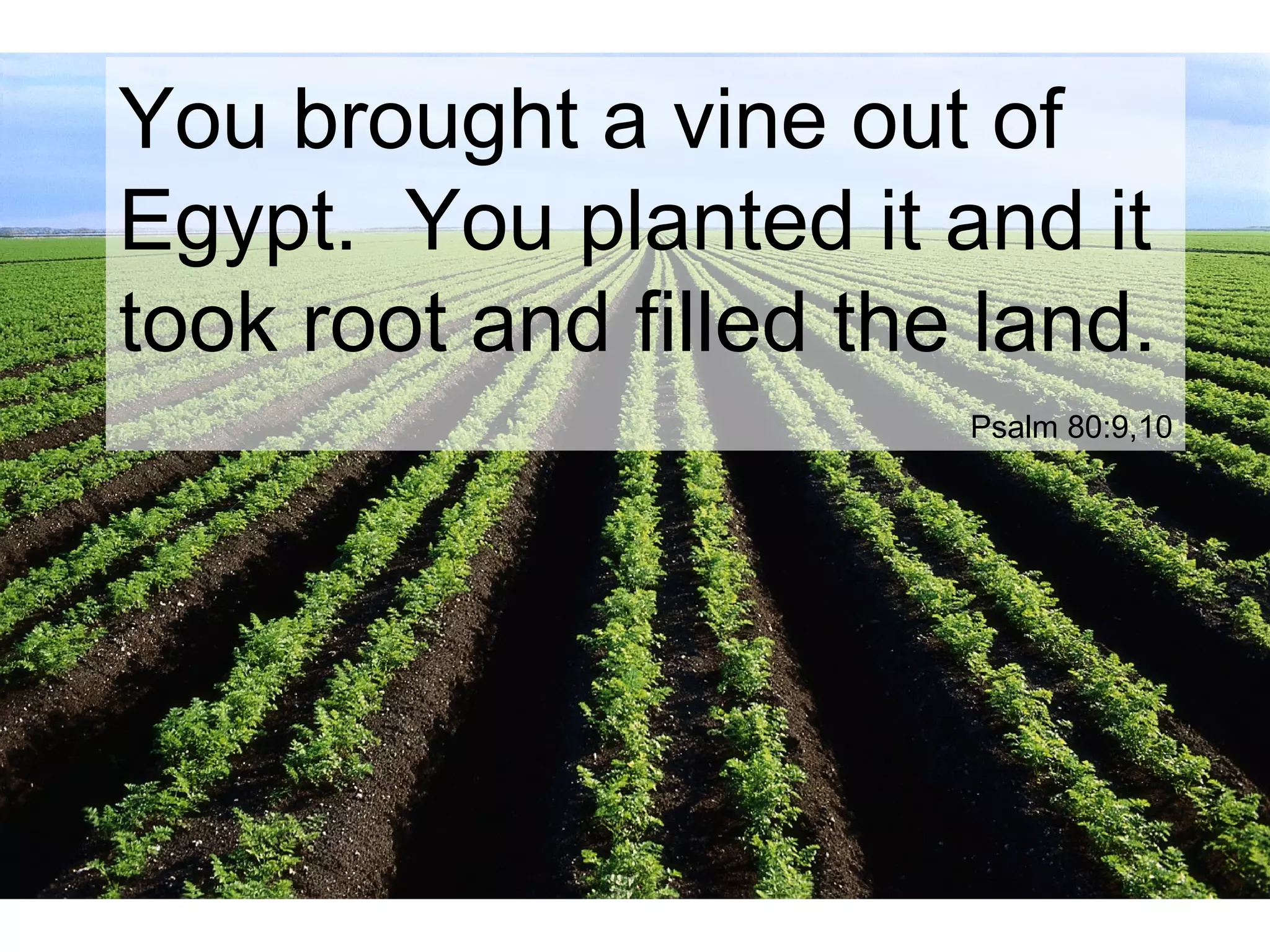 You brought a vine out of
Egypt. You planted it and it
took root and filled the land.
Psalm 80:9,10
 