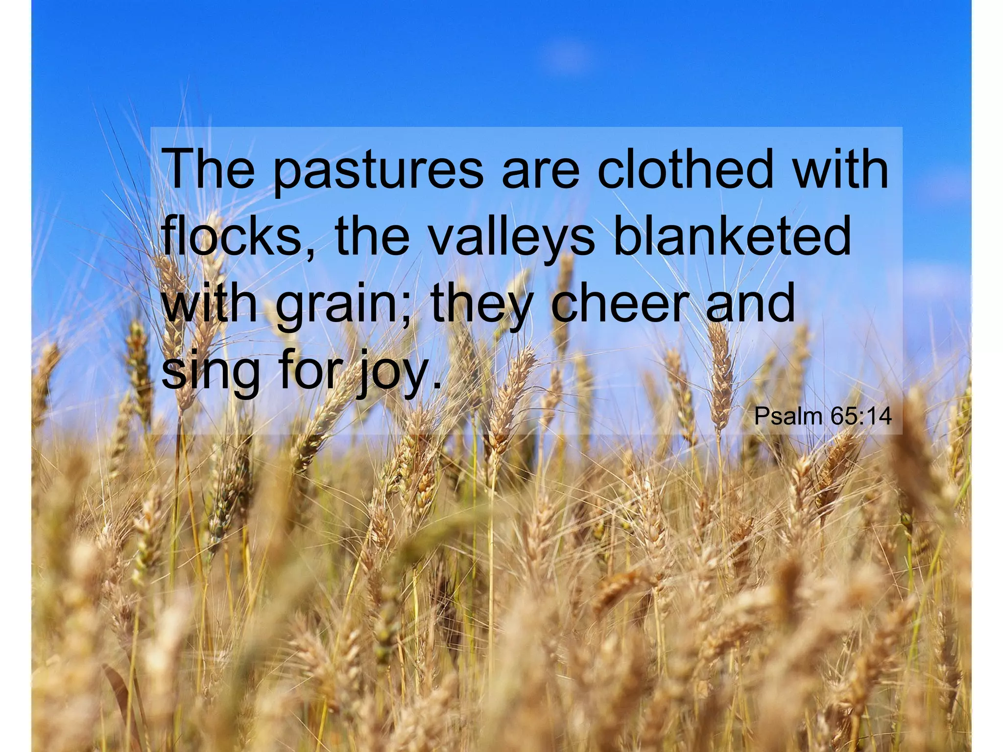 The pastures are clothed with
flocks, the valleys blanketed
with grain; they cheer and
sing for joy.
Psalm 65:14
 