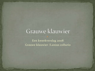 Een kweekverslag 2008
Grauwe klauwier /Lanius collurio
 