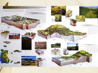 Vegetação: blocos-diagramas
 