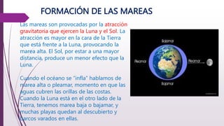 FORMACIÓN DE LAS MAREAS
Las mareas son provocadas por la atracción
gravitatoria que ejercen la Luna y el Sol. La
atracción es mayor en la cara de la Tierra
que está frente a la Luna, provocando la
marea alta. El Sol, por estar a una mayor
distancia, produce un menor efecto que la
Luna.
Cuando el océano se “infla” hablamos de
marea alta o pleamar, momento en que las
aguas cubren las orillas de las costas.
Cuando la Luna está en el otro lado de la
Tierra, tenemos marea baja o bajamar, y
muchas playas quedan al descubierto y
barcos varados en ellas.
 