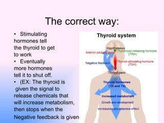 The correct way: <ul><li>Stimulating  </li></ul><ul><li>hormones tell  </li></ul><ul><li>the thyroid to get  </li></ul><ul...
