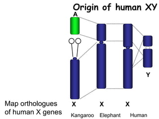 Y
X
Origin of human XY
Elephant
XX
A
Kangaroo Human
Map orthologues
of human X genes
 
