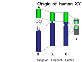 Y
Chicken Platypus Kangaroo Elephant Human
X64
1q
A
X
A
X
Origin of human XY
 