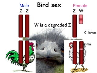 Male Female
Z Z Z W
Bird sex
W is a degraded Z
Chicken
Emu
 