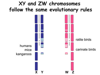 XY and ZW chromosomes
follow the same evolutionary rules
X Y W Z
humans
mice
kangaroos
ratite birds
carinate birds
 