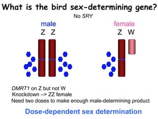 male female
Z Z Z W
What is the bird sex-determining gene?
No SRY
Dose-dependent sex determination
DMRT1 on Z but not W
Need two doses to make enough male-determining product
Knockdown –> ZZ female
 