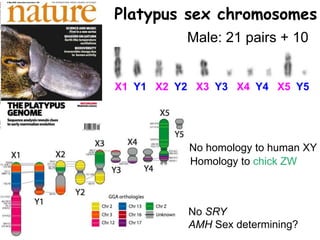 Platypus sex chromosomes
X1 Y1 X2 Y2 X3 Y3 X4 Y4 X5 Y5
Female: 26 pairsMale: 21 pairs + 10
Homology to chick ZW
No homology to human XY
No SRY
AMH Sex determining?
 