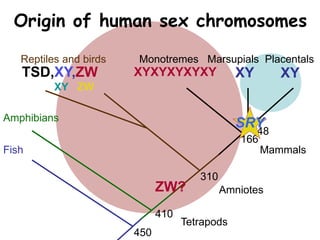 Mammals
Amniotes
Tetrapods
Fish
Amphibians
Reptiles and birds Monotremes Marsupials Placentals
450
410
310
166
148
XYXYTSD,XY,ZW
XY ZW
XYXYXYXYXY
Origin of human sex chromosomes
ZW?
SRY
 
