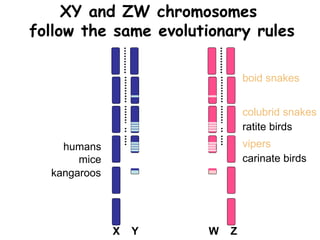 XY and ZW chromosomes
follow the same evolutionary rules
X Y W Z
humans
mice
kangaroos
ratite birds
carinate birds
boid snakes
colubrid snakes
vipers
 