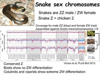 Snake sex chromosomes
Vicoso et al, PLoS Biol 2013
Coverage for male ZZ (blue) and female ZW (red)
Assembled against Anolis macrochromosomes 1-6
Conserved Z
Boids show no ZW differentiation
Colubrids and viperids show extreme ZW differentiation
Snakes are ZZ male / ZW female
Snake Z = chicken 2
 