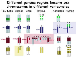 SOX3
4
2
5
TSD turtle Birds Platypus Kangaroo HumanSnakes
1
DMRT1
SOX3
4
ZW
2
1
DMRT1
SOX3
SRY
X Y
4
3,7,10
SOX3
SRY
X Y
5
1
3
SOX3
6
15, 18
DMRT1
X Y X Y X Y X Y X Y
?
DMRT1
SOX3
4
2
ZW
1
Different genome regions became sex
chromosomes in different vertebrates
 