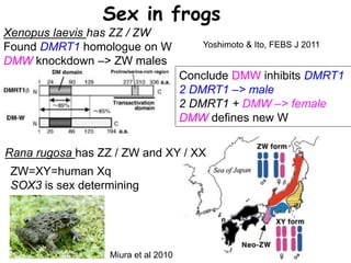 Sex in frogs
Yoshimoto & Ito, FEBS J 2011
Conclude DMW inhibits DMRT1
2 DMRT1 –> male
2 DMRT1 + DMW –> female
DMW defines new W
Xenopus laevis has ZZ / ZW
Found DMRT1 homologue on W
DMW knockdown –> ZW males
ZW=XY=human Xq
SOX3 is sex determining
Rana rugosa has ZZ / ZW and XY / XX
Miura et al 2010
 