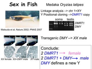 Sex in Fish
Linkage analysis –> chr 1=XY
Y Positional cloning –>DMRT1 copy
XX female XX+DMY male XY male
Transgenic DMY –> XX male
Matsuda et al, Nature 2002; PNAS 2007
soma testis
Conclude:
2 DMRT1 female
2 DMRT1 + DMY male
DMY defines a new Y
Medaka Oryzias latipes
 