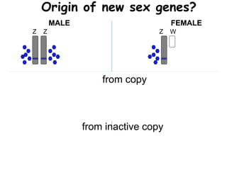 MALE FEMALE
Z Z
X Y
Z Z
Z W
X X
Z W
A A
A A
A A
A A
Neo-Y
Neo-W
Origin of new sex genes?
from copy
from inactive copy
 