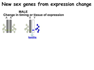 A A
A A
X Y
X Y
A A
A A
Z W
Z W
Overexpression of one allele
MALE FEMALE
testis ovary
New sex genes from expression change
testis ovary
Change in timing or tissue of expression
 