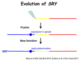 Ectopic expression in testis
–>XX males
SOX3
active in brain, germ-cells
Evolution of SRY
Fusion
expression in gonad
SRY
testis determination
New function
Sato et al Mol Cell Biol 2010; Sutton et al J Clin Invest 2011
 