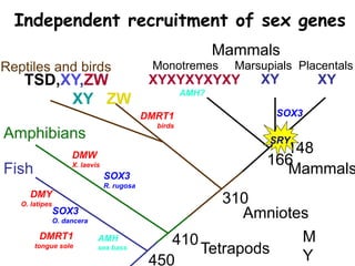 Mammals
Amniotes
Tetrapods
Fish
Amphibians
Reptiles and birds Monotremes Marsupials Placentals
450
410
310
166
148
XYXYTSD,XY,ZW
XY ZW
XYXYXYXYXY
Independent recruitment of sex genes
M
Y
DMY
O. latipes
DMW
X. laevis
DMRT1
birds
SRY
SOX3
SOX3
R. rugosa
SOX3
O. dancera
AMH
sea bass
AMH?
DMRT1
tongue sole
Mammals
 