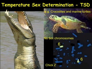 Temperature Sex Determination - TSD
e.g. Crocodiles and marine turtles
No sex chromosomes
Chick Z
6
6
 